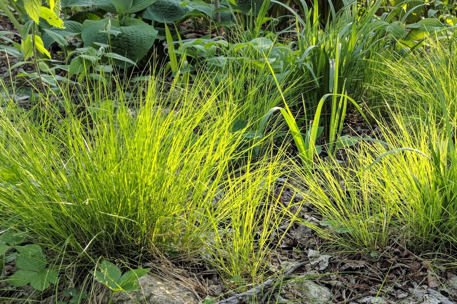 East Hampton Southampton Brookhaven Revegetation Landscape Contractor